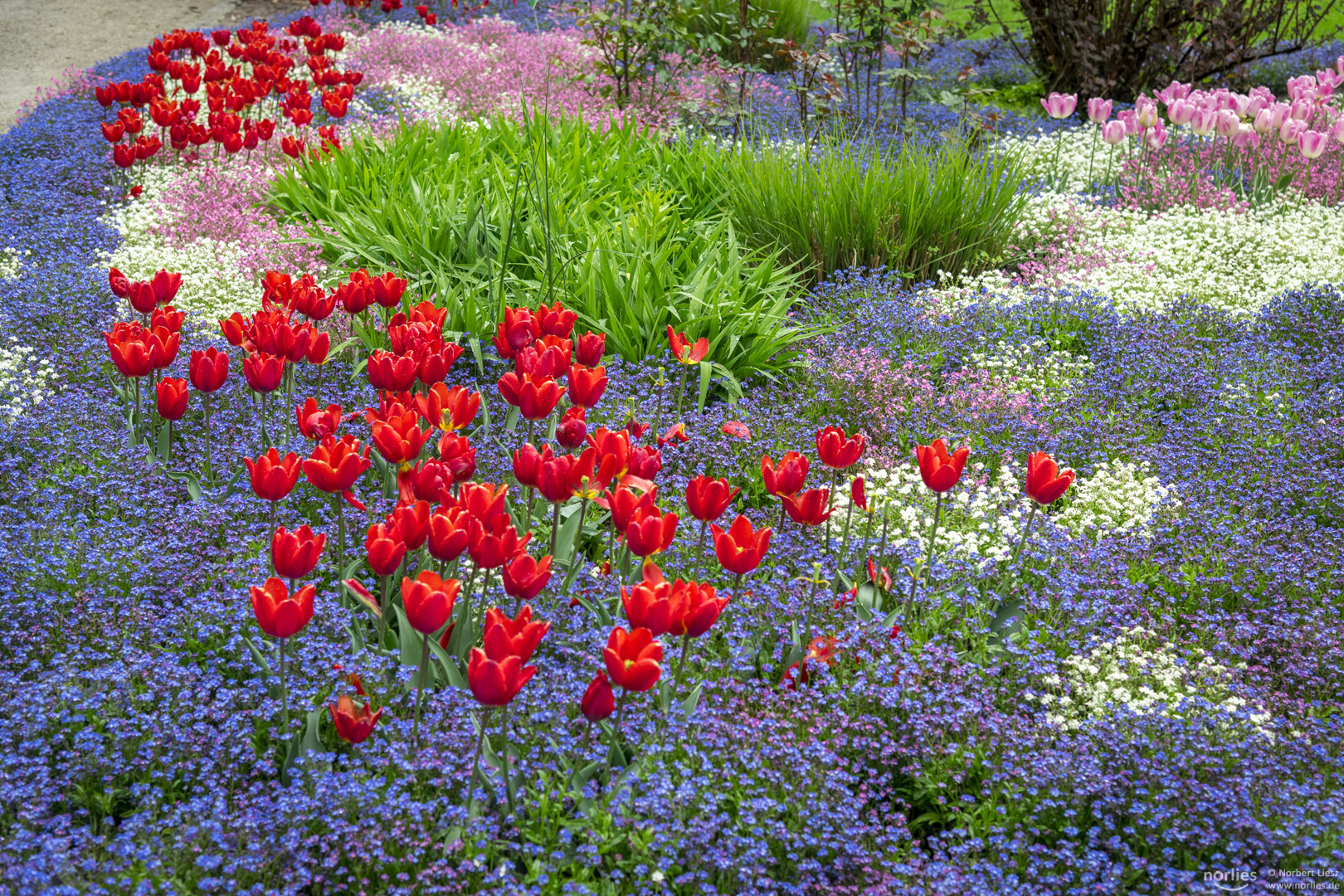 beautiful flowers