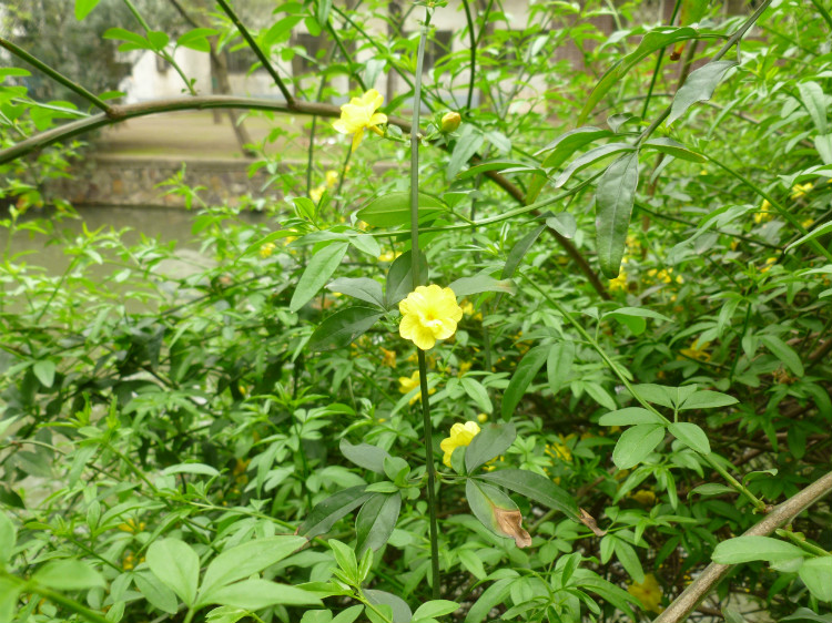 beautiful flowers