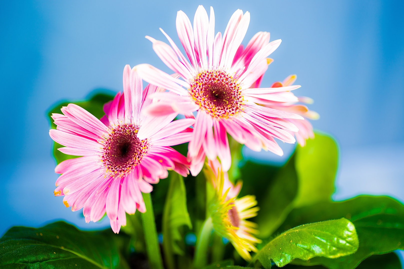 Beautiful Flowers