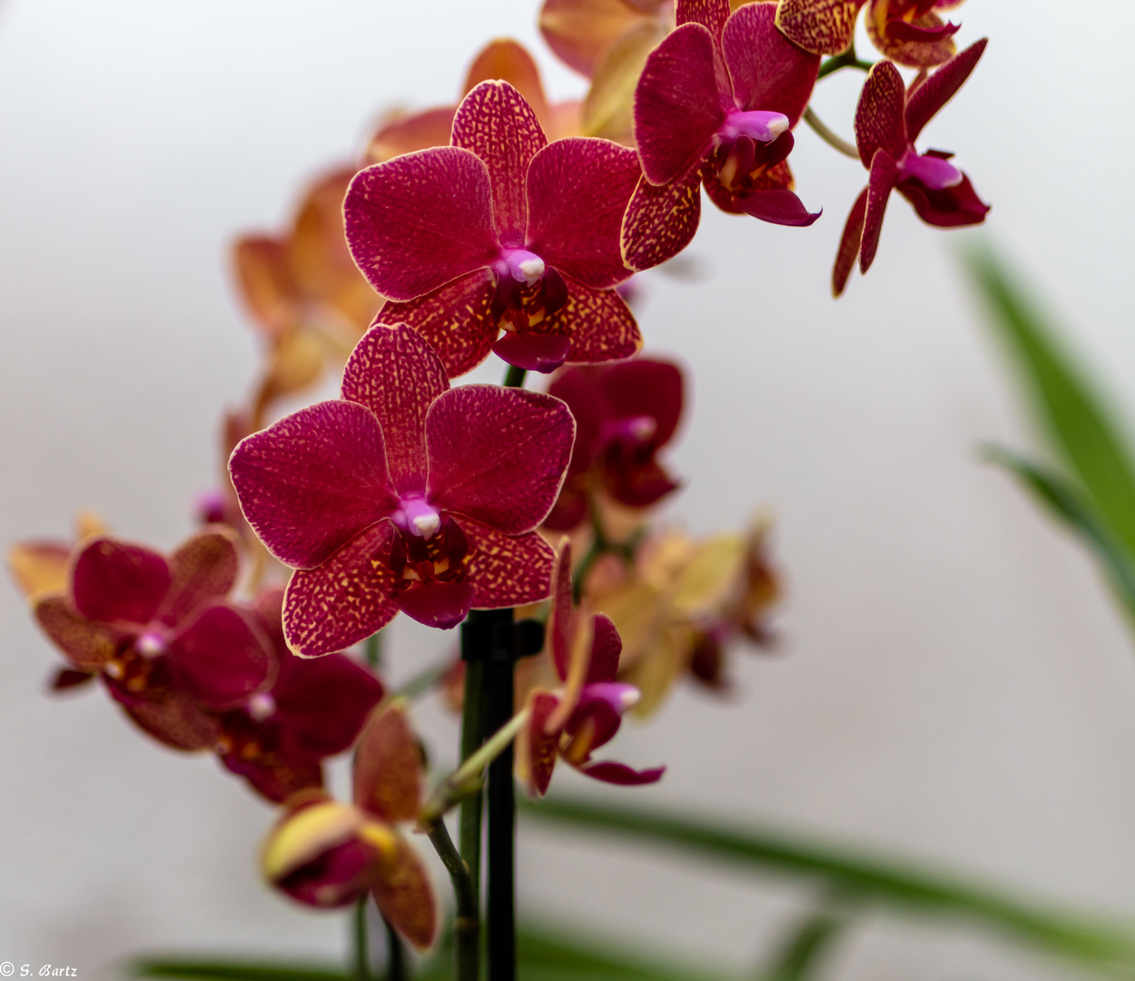 Beautiful Flowers - Orchidee (2)