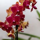 Beautiful Flowers - Orchidee (2)