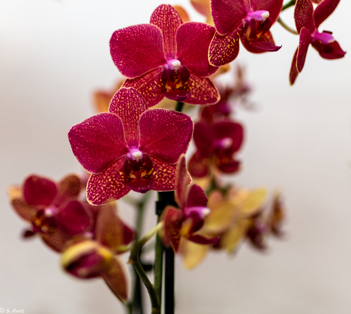 Beautiful Flowers - Orchidee