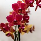 Beautiful Flowers - Orchidee