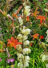 beautiful flowers - wunderschöne Blüten