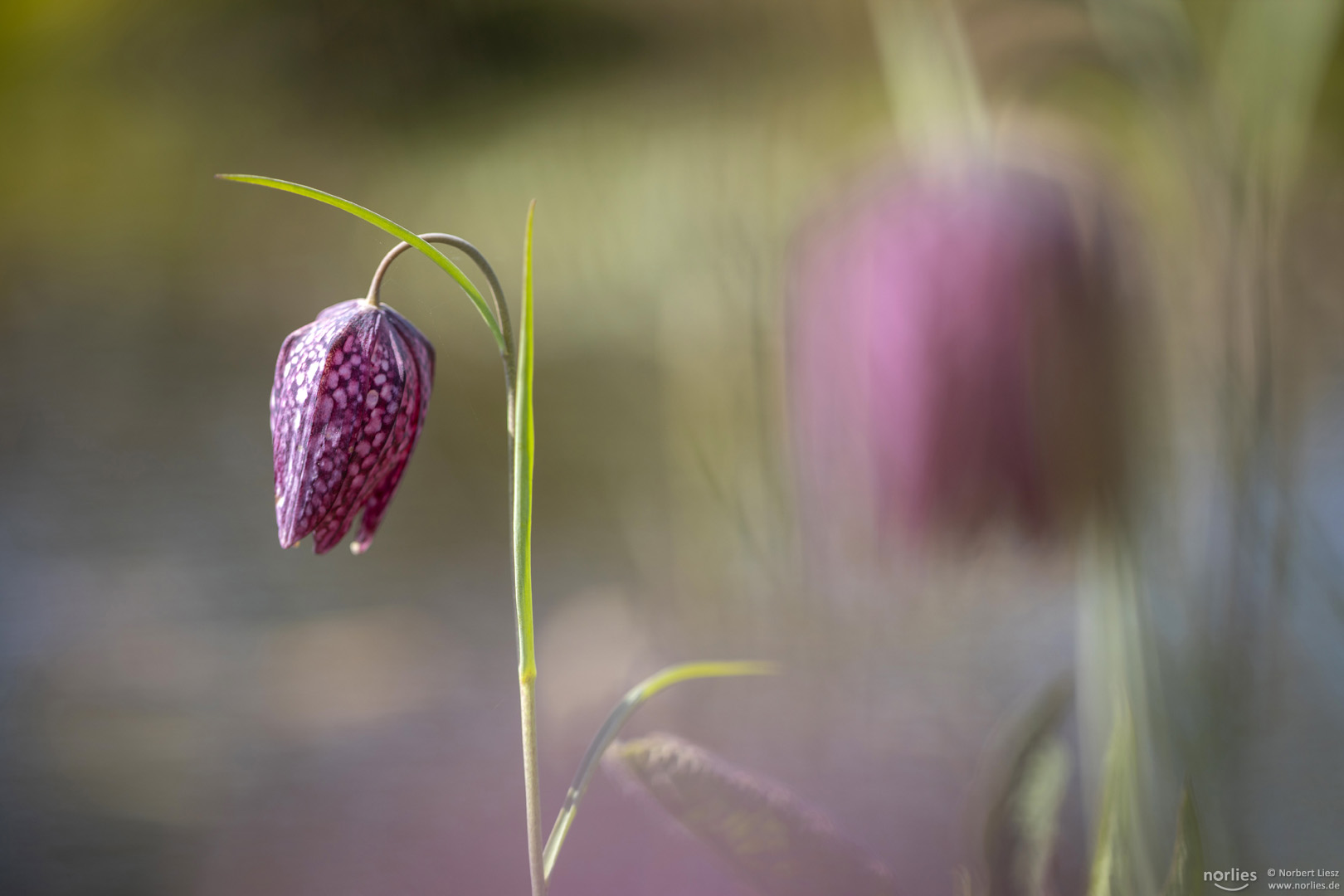 Beautiful fritillaria meleagris