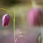 Beautiful fritillaria meleagris