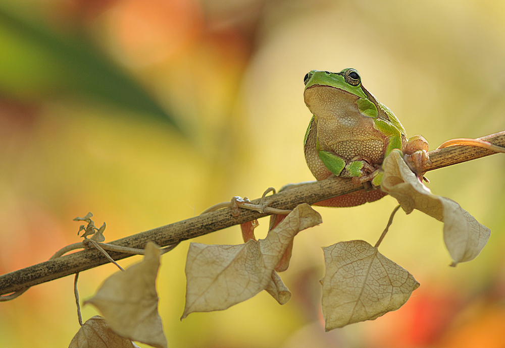 Beautiful frog