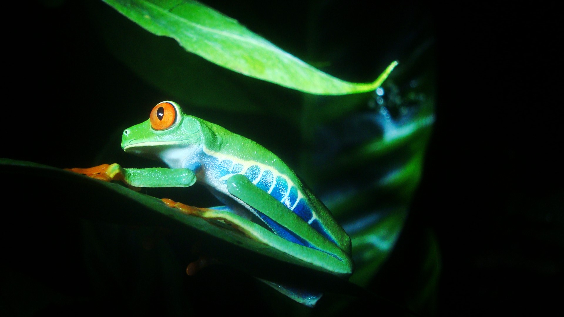 Beautiful frog