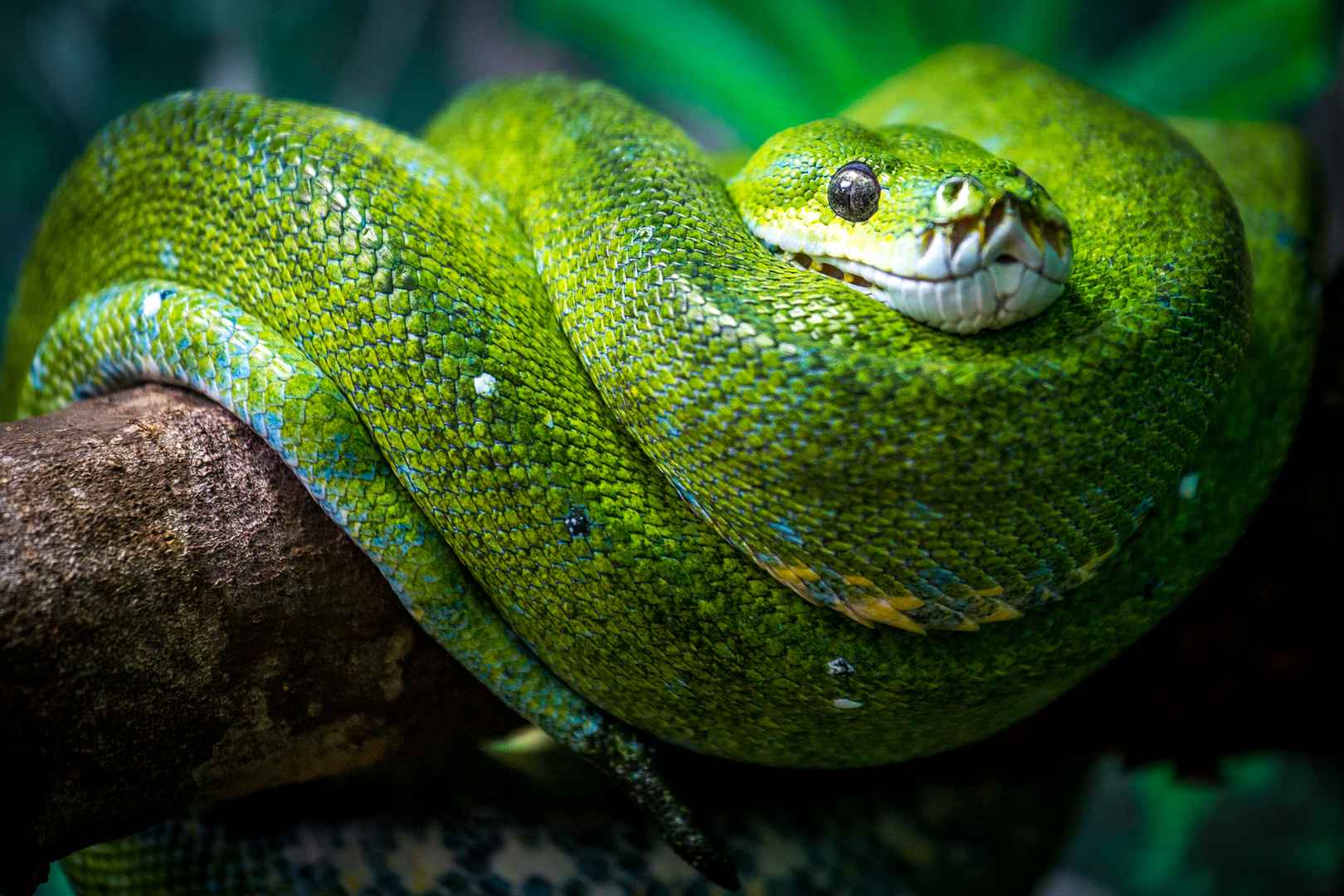 Beautiful Green Snake