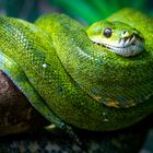 Beautiful Green Snake