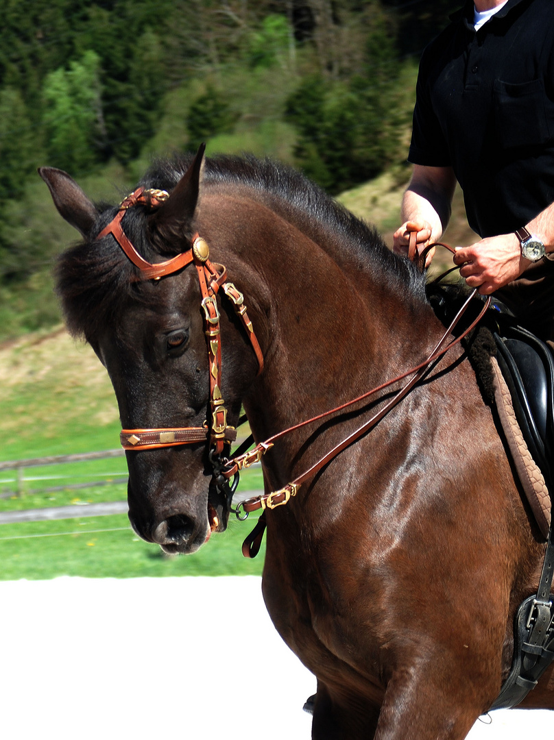 beautiful Horse