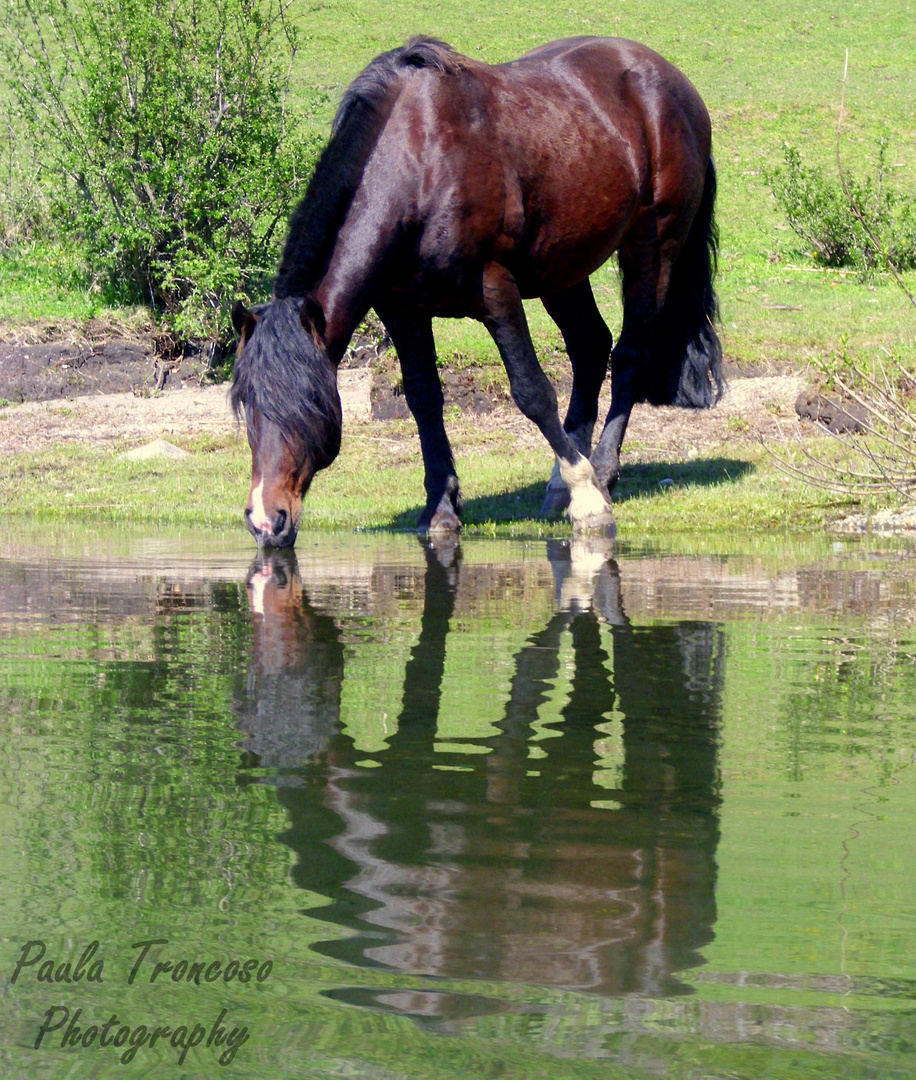 Beautiful Horse !