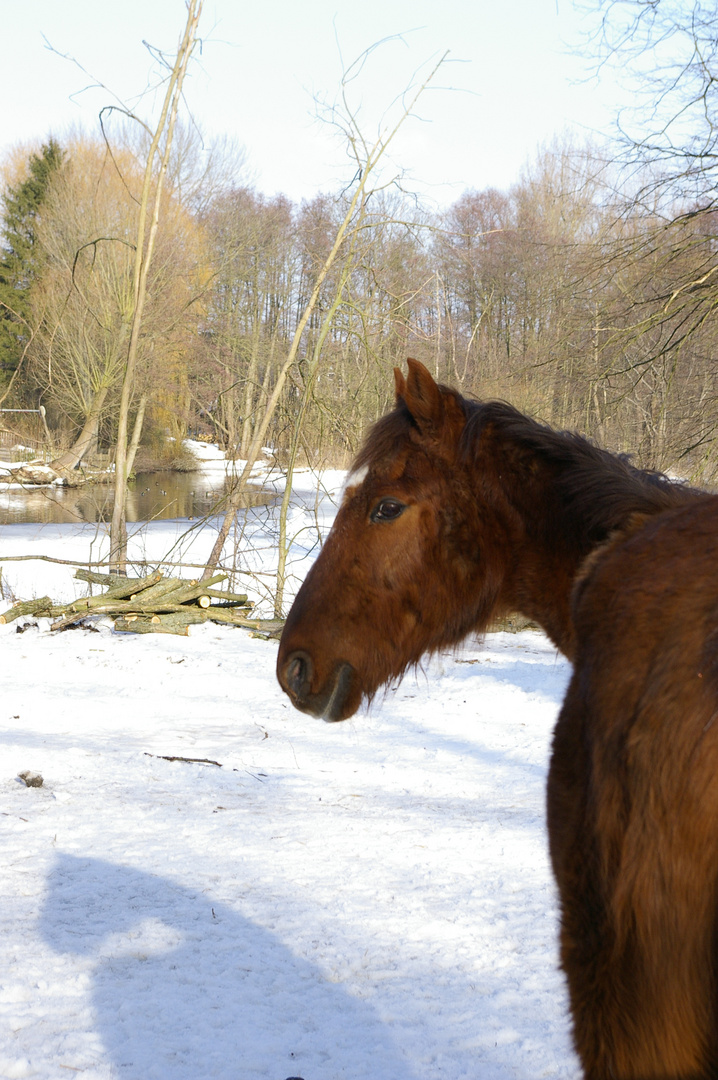 Beautiful horse...