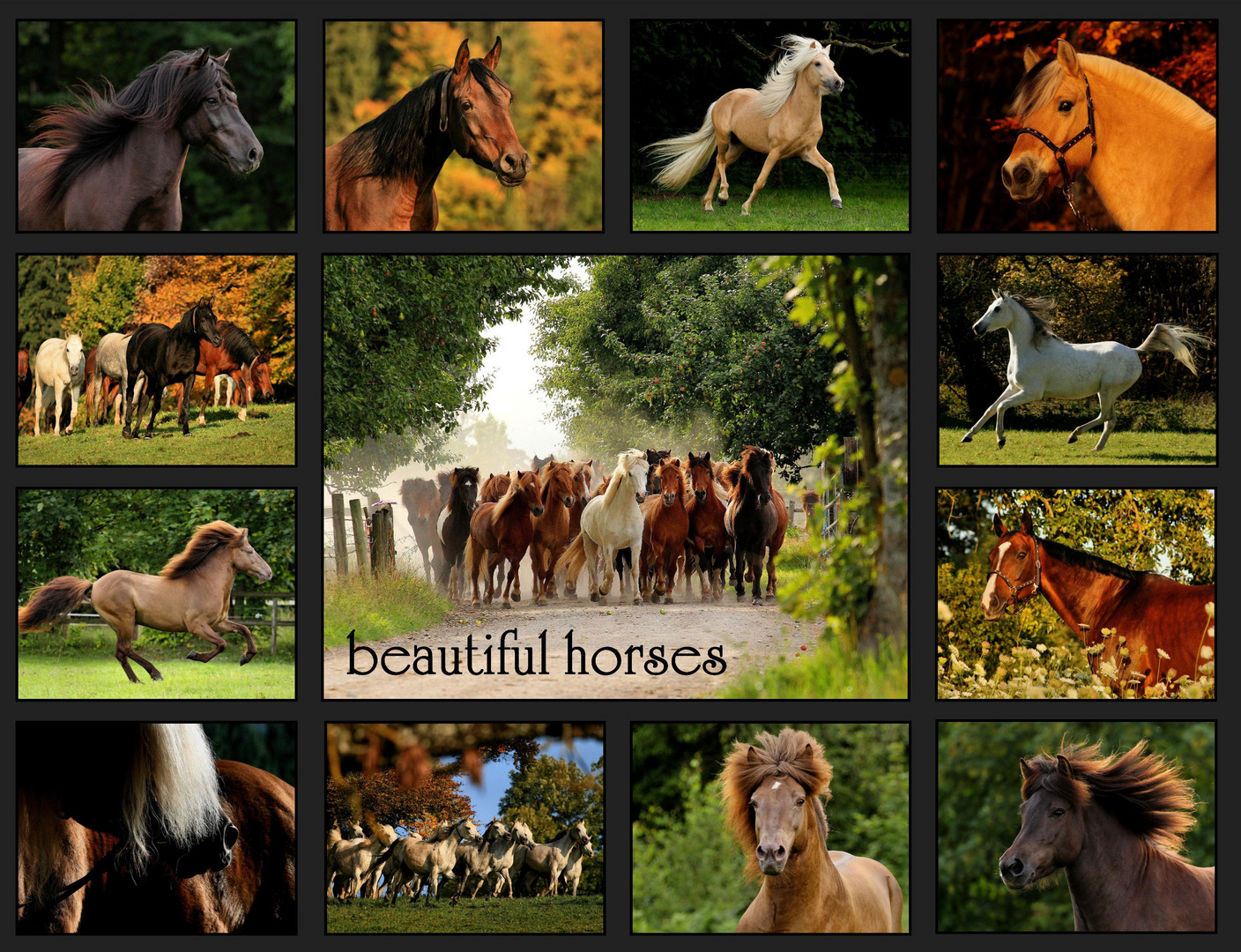 beautiful horses