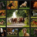 beautiful horses