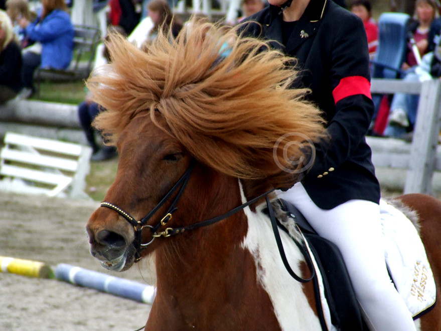 Beautiful Icelandichorse