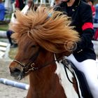 Beautiful Icelandichorse