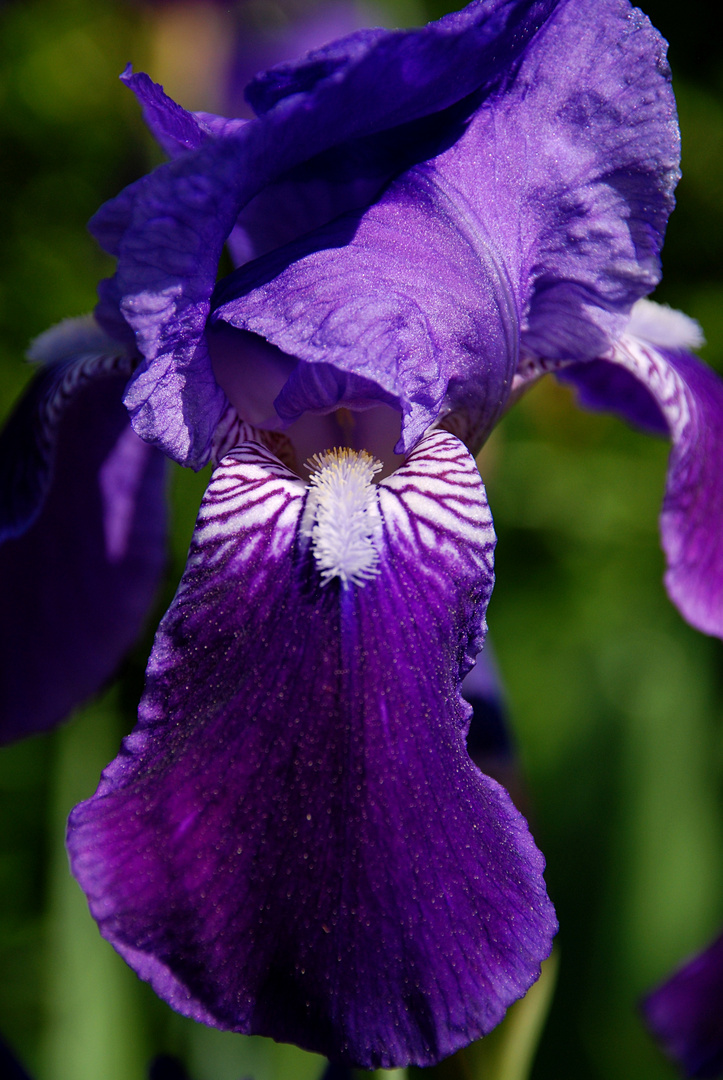 beautiful Iris