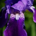 beautiful Iris