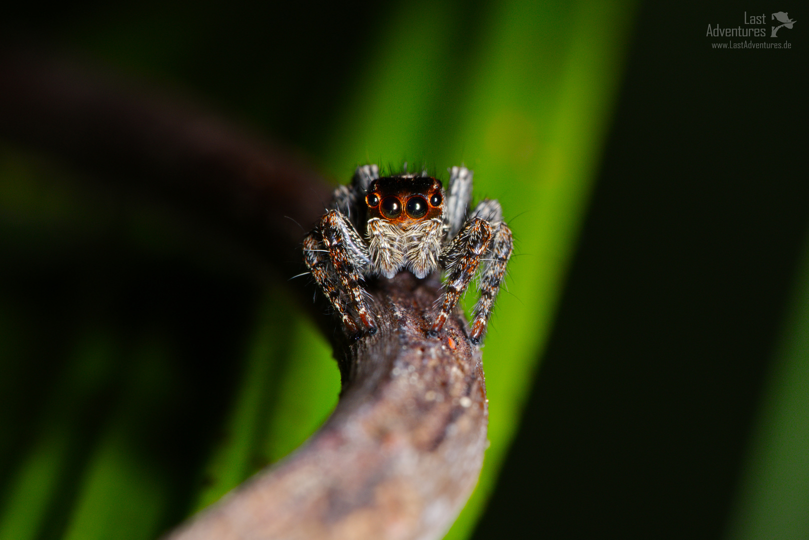 beautiful jumping spider - Schau mir in die vielen Augen Kleines ...