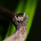 beautiful jumping spider - Schau mir in die vielen Augen Kleines ...