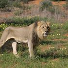 Beautiful Kalahari Mane Lion (Panthera leo)