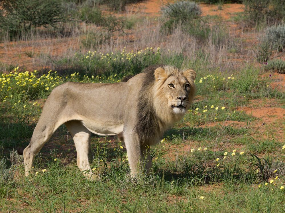 Beautiful Kalahari Mane Lion (Panthera leo)