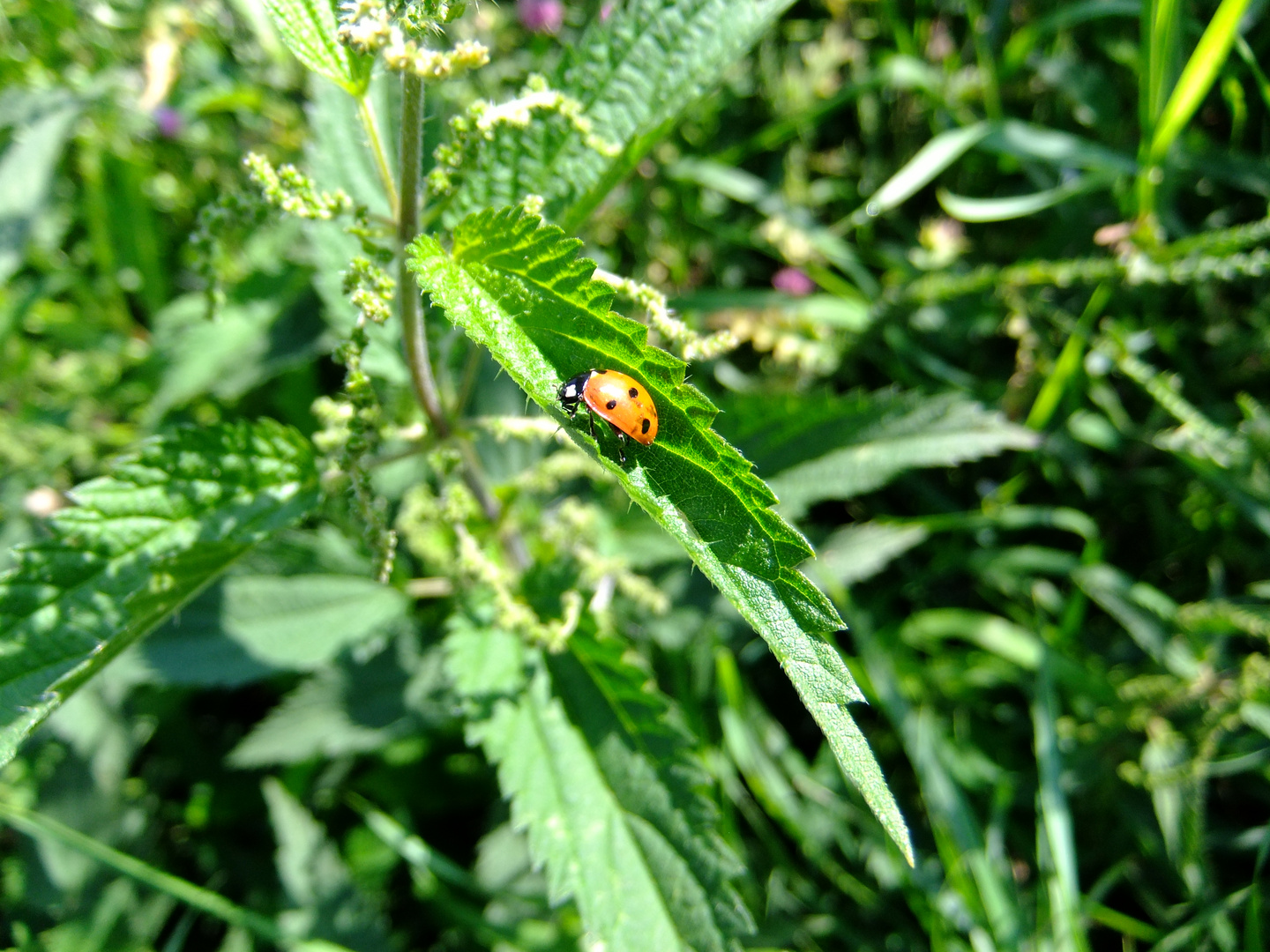 Beautiful Ladybug