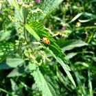 Beautiful Ladybug