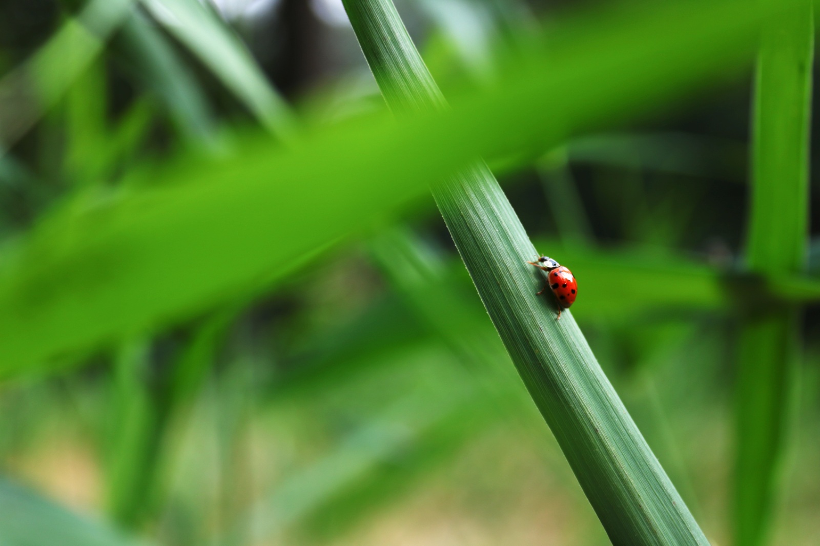 Beautiful Ladybug