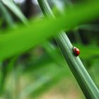 Beautiful Ladybug