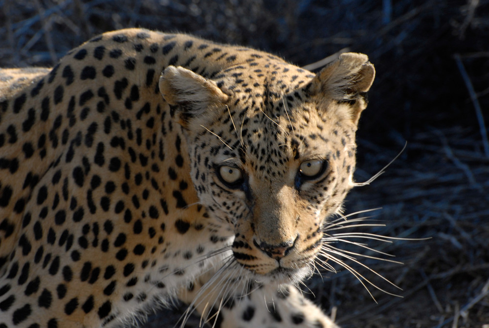 beautiful leopard