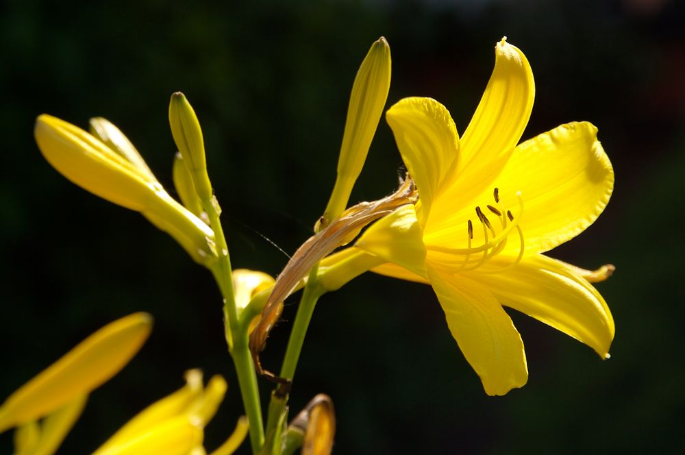 Beautiful lily Foto & Bild | pflanzen, pilze & flechten, blüten ...