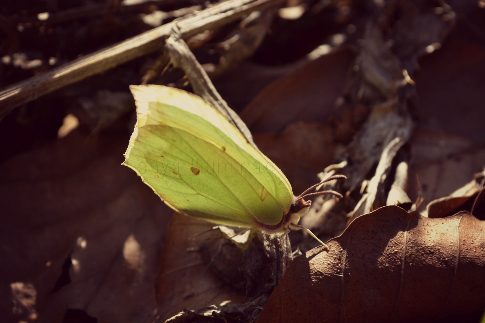 beautiful little butterfly