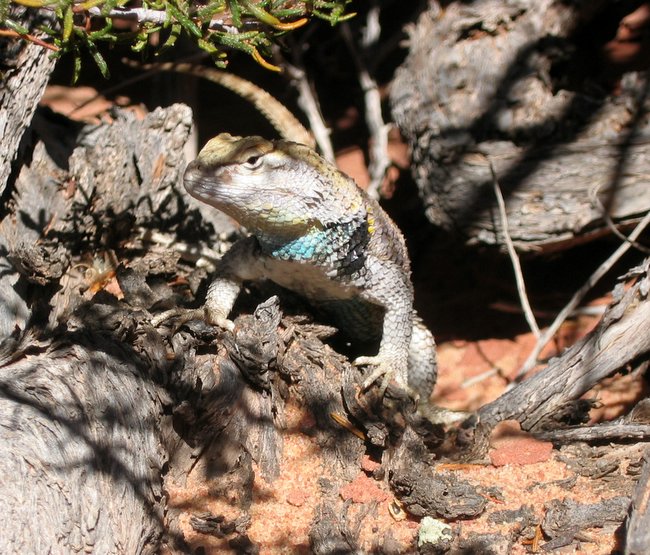 Beautiful Lizard