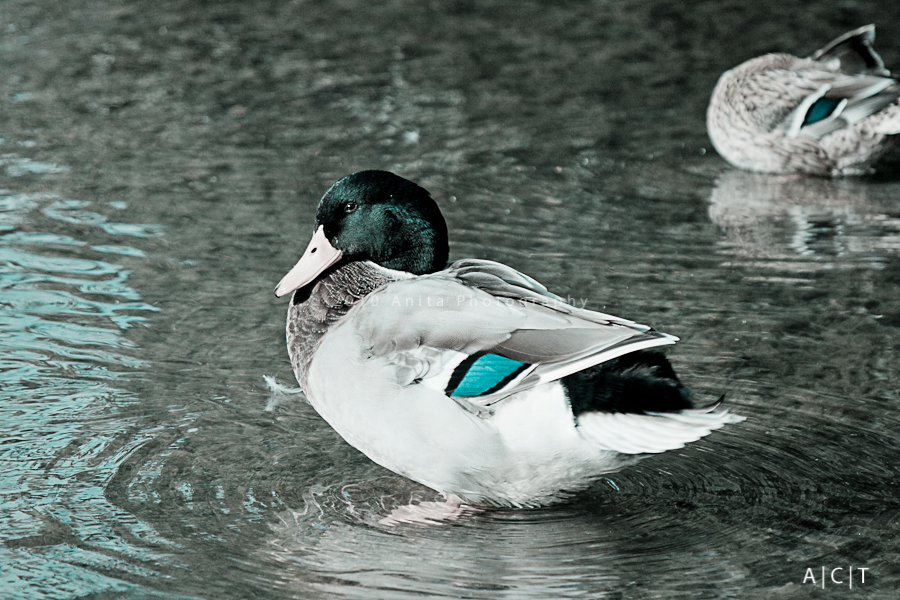 Beautiful Mallard