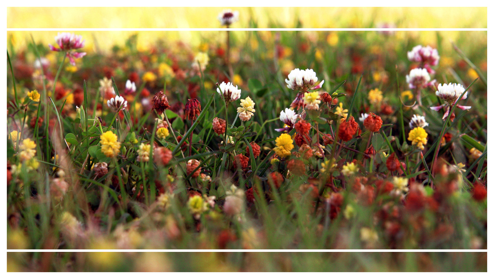 beautiful meadow