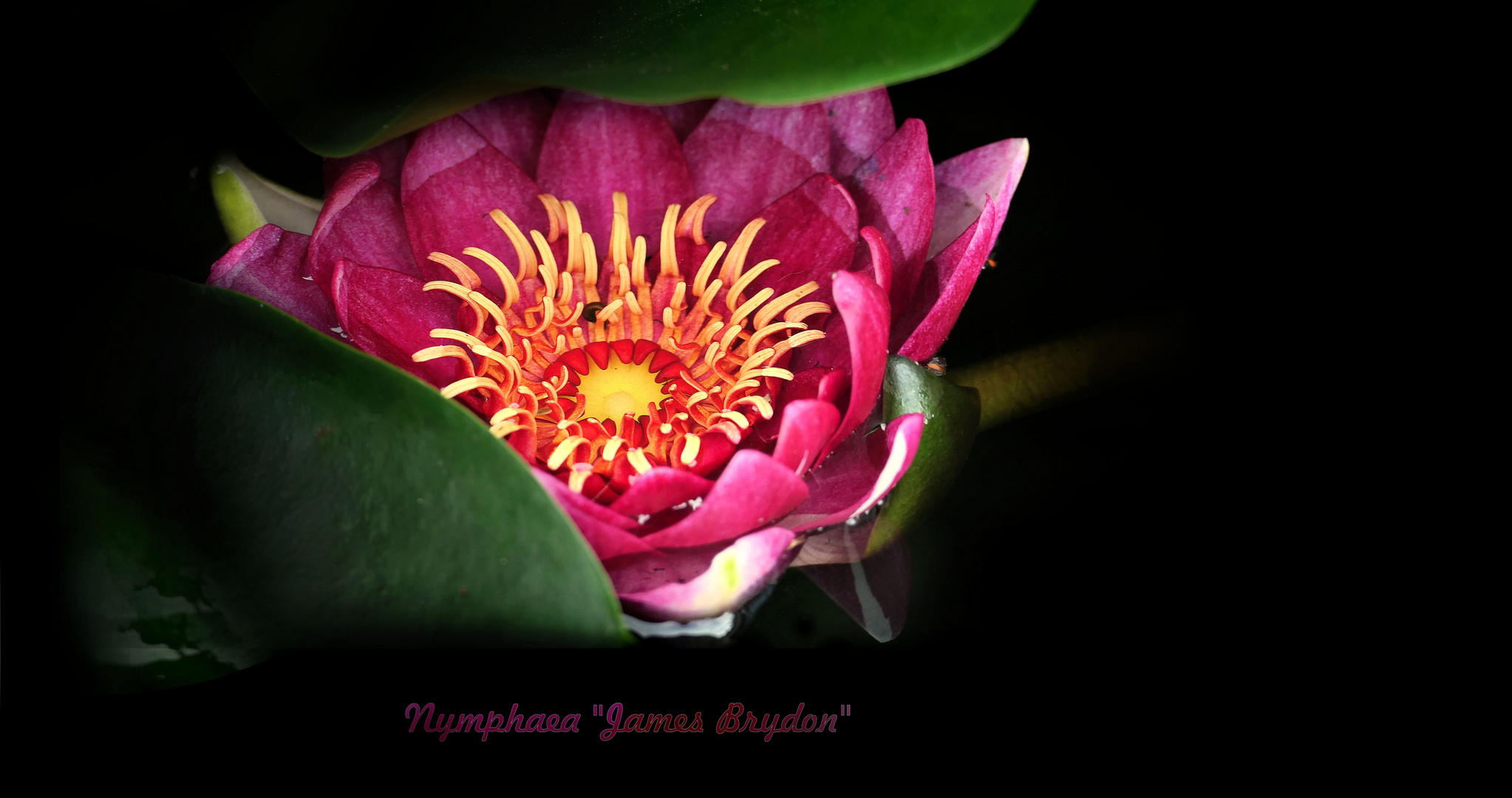 ... beautiful medium-sized water lily
