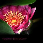 ... beautiful medium-sized water lily