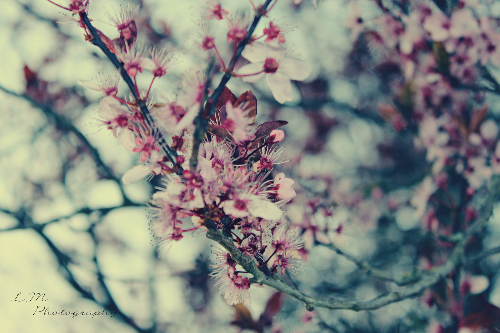 Beautiful nature - Spring Feeling