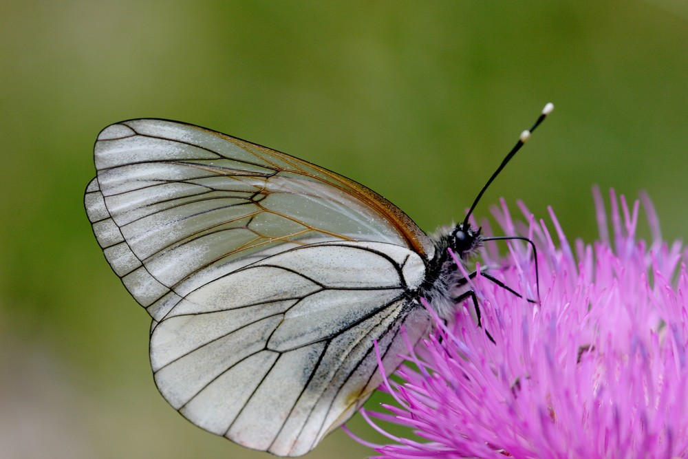 Beautiful papillon