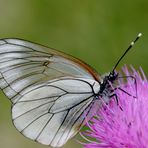 Beautiful papillon