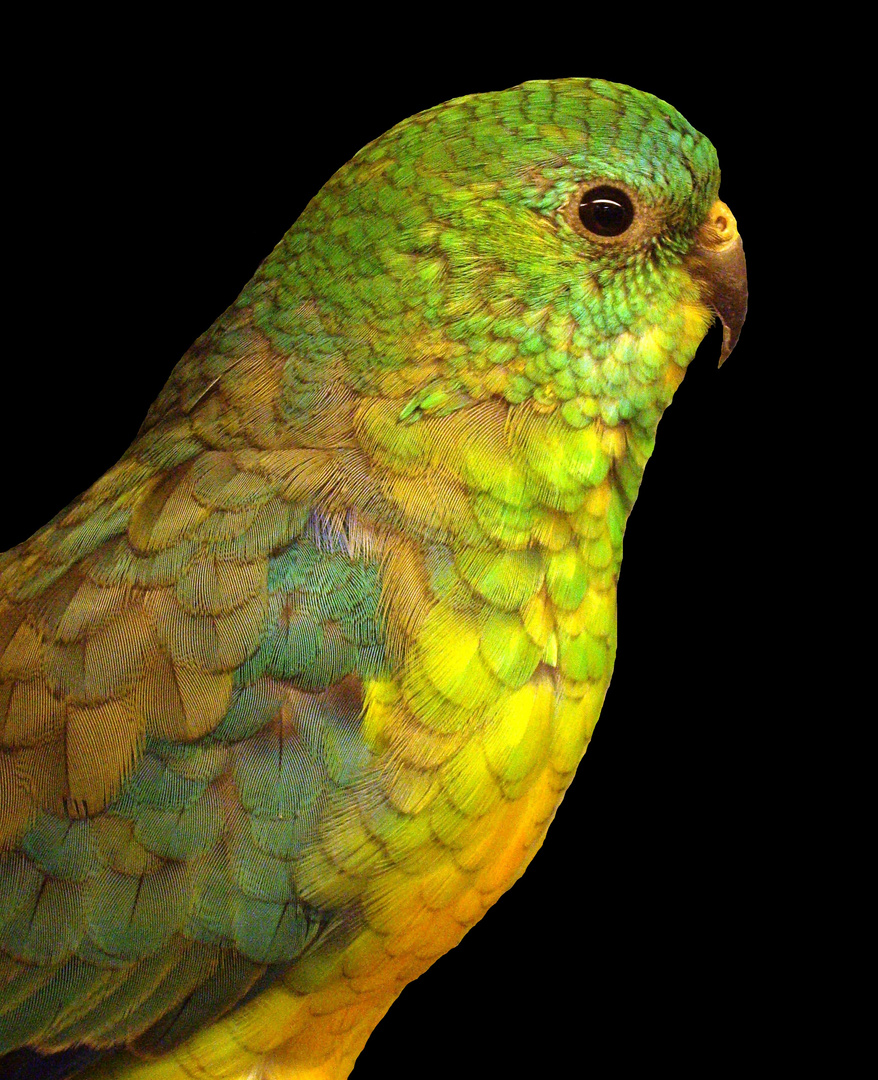 Beautiful Parrot