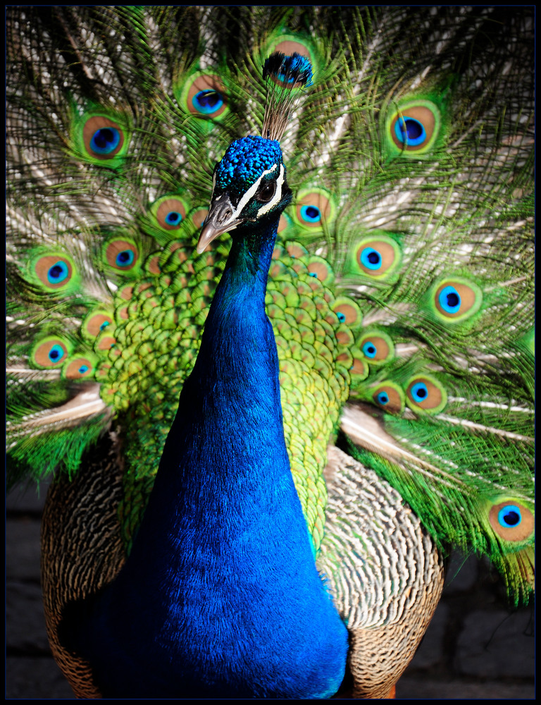 Beautiful Peacock