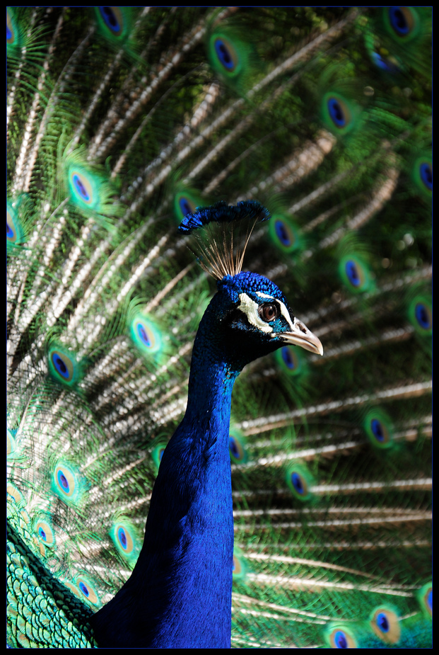 Beautiful Peacock II