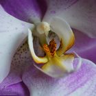 Beautiful Phalaenopsis Makro-Shot