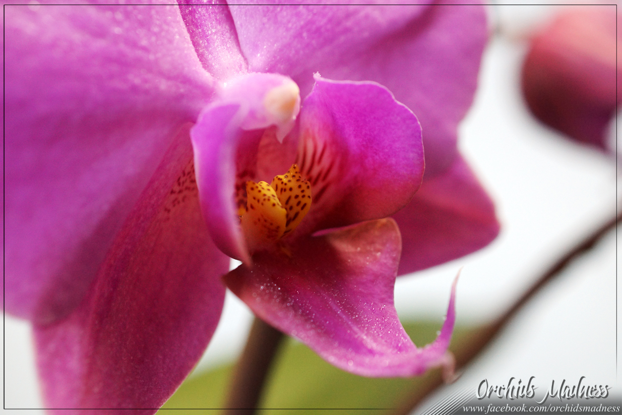 Beautiful Pink Phalaenopsis Makro-Shot