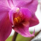 Beautiful Pink Phalaenopsis Makro-Shot