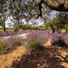 beautiful Provence