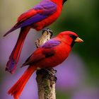 beautiful purple and red birds (3)